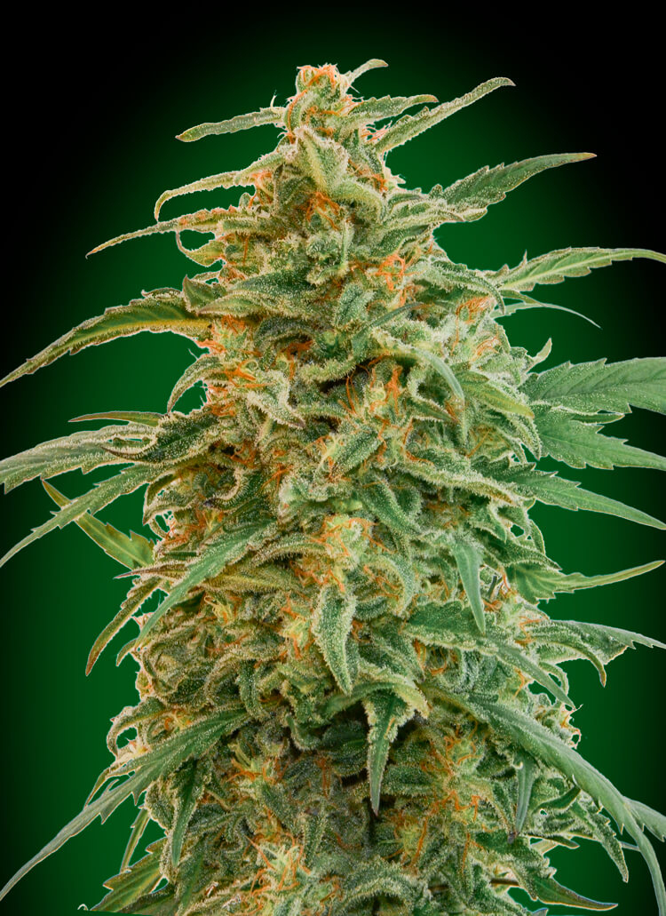 Gorilla Auto Feminised Seeds product image
