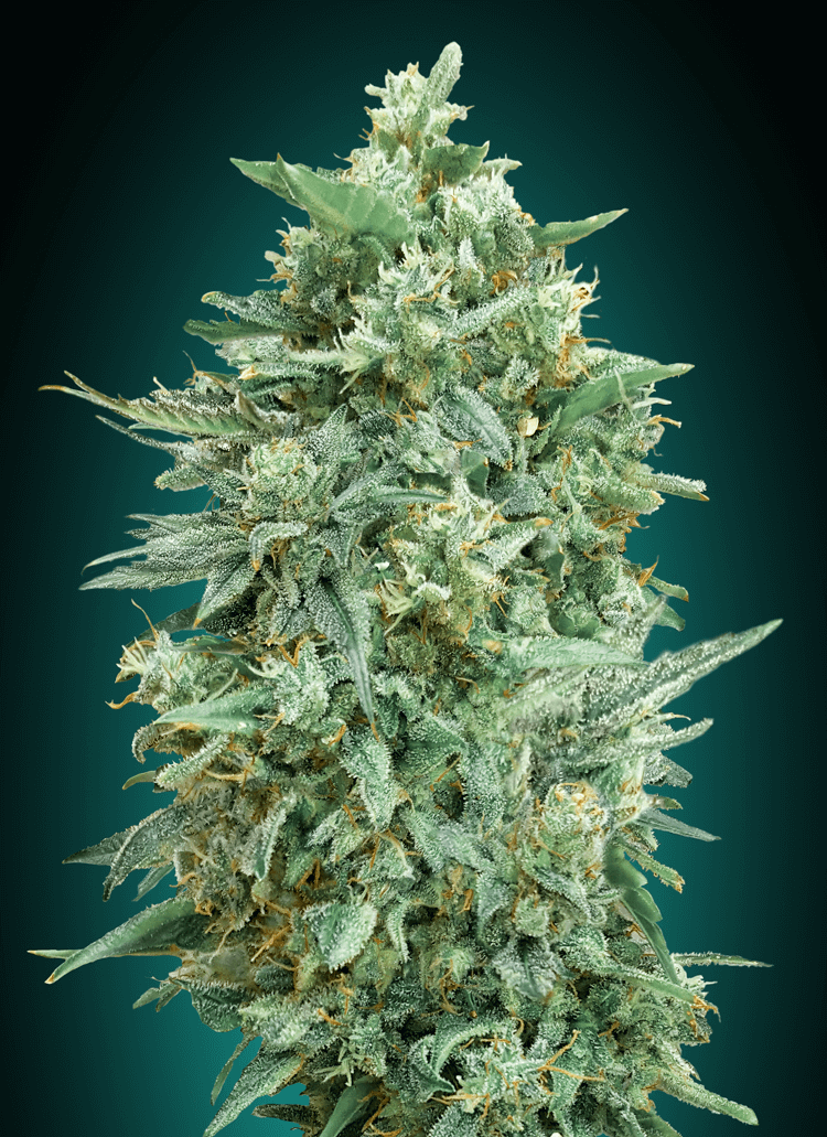 Northern Lights XXL Auto Feminised Seeds product image