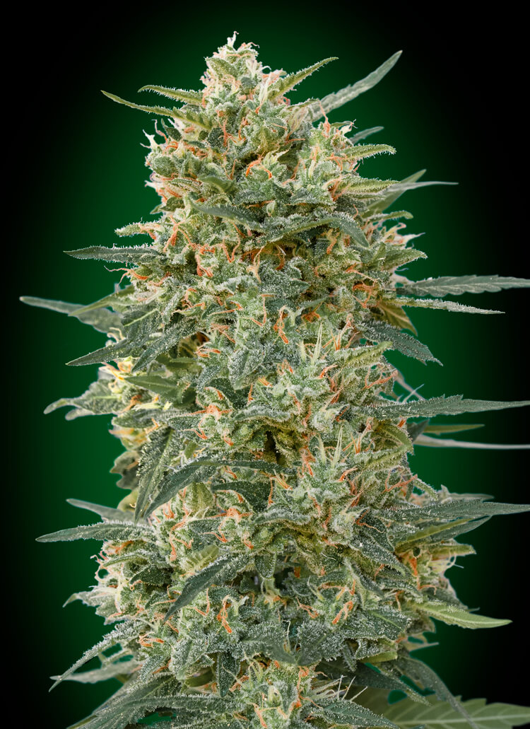Gorilla FAST Feminised Seeds product image