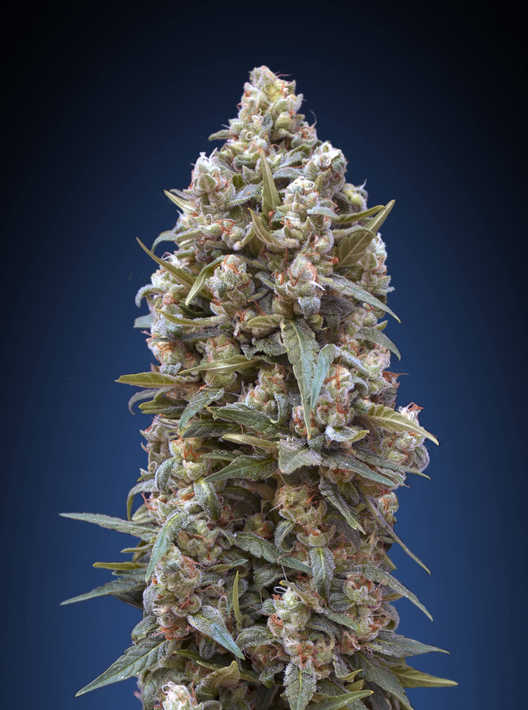 00 Kush Feminised Seeds product image