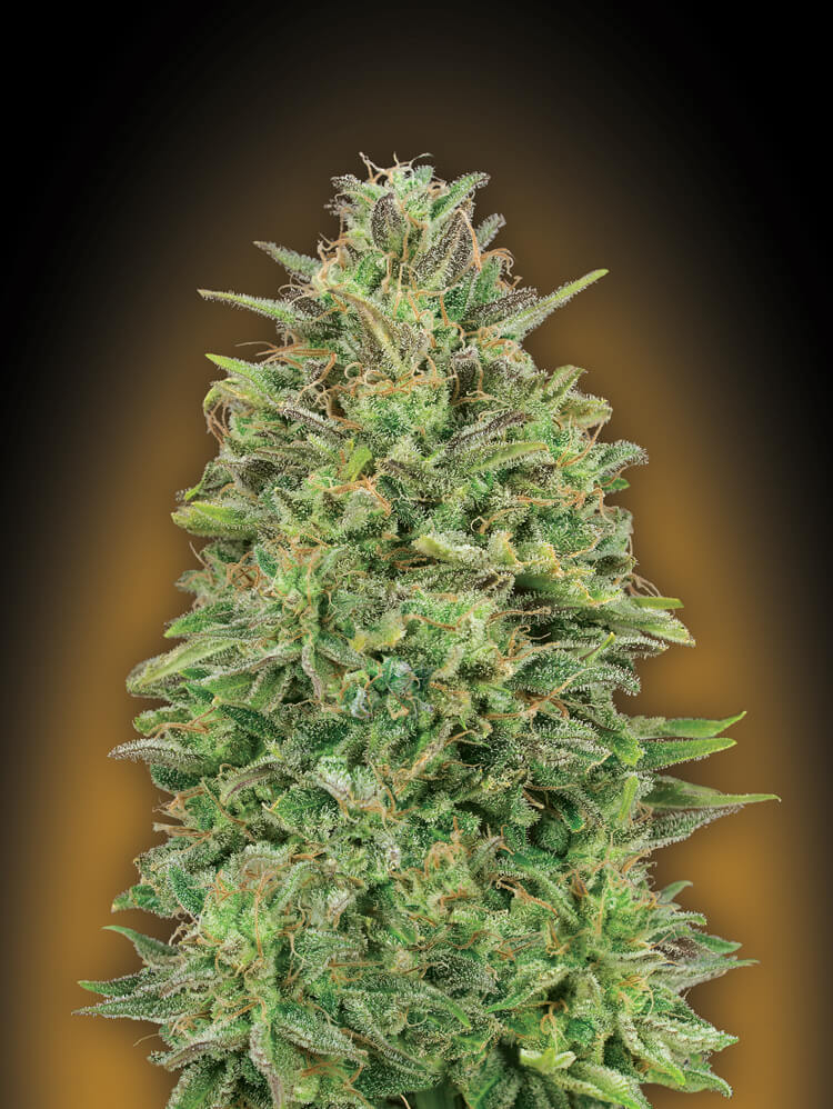 00 Skunk Feminised Seeds product image