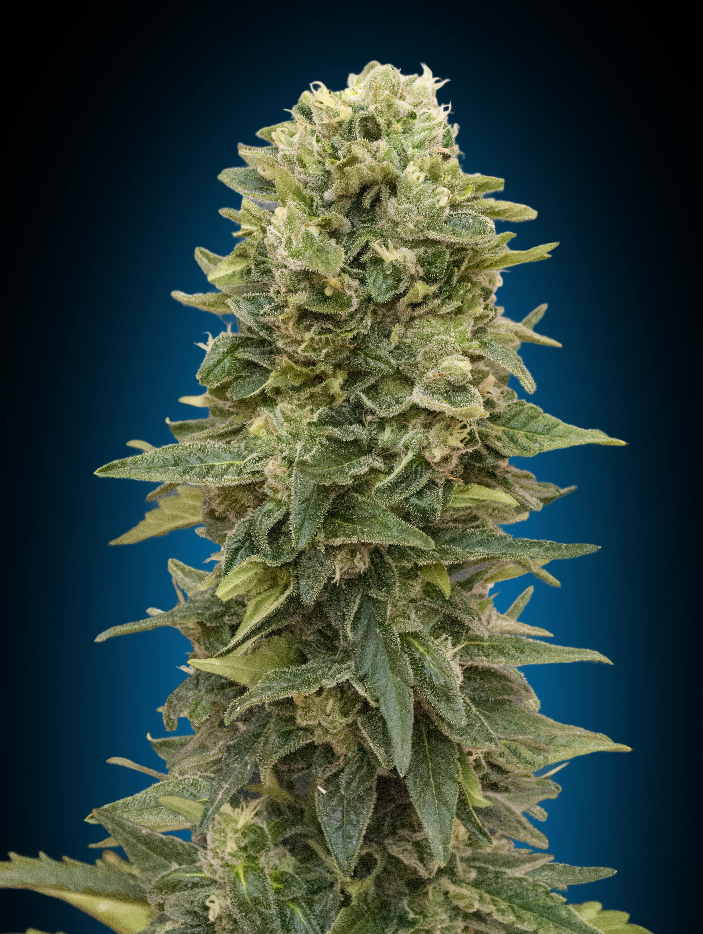 Afghan Mass Auto Feminised Seeds product image
