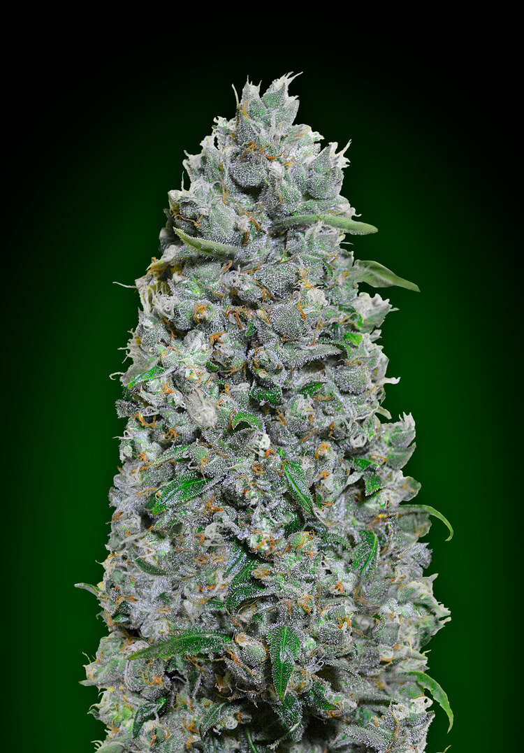 Afghan Mass XXL Auto Feminised Seeds product image