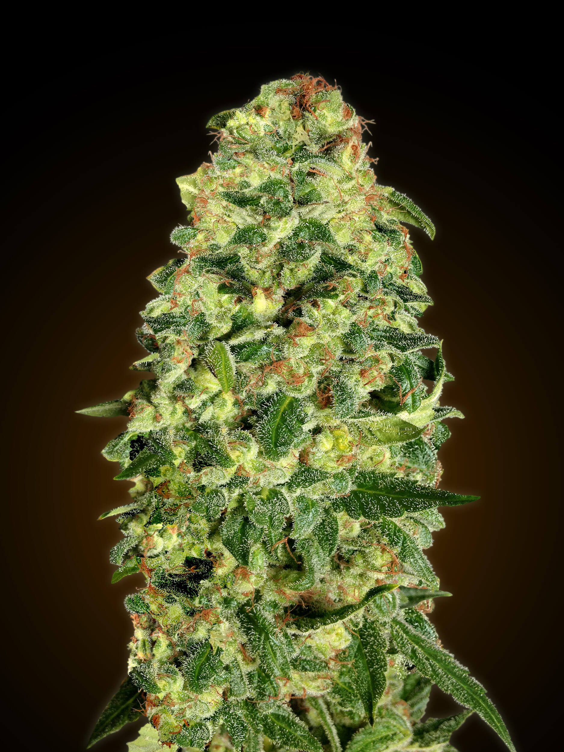 California Kush Auto Feminised Seeds product image