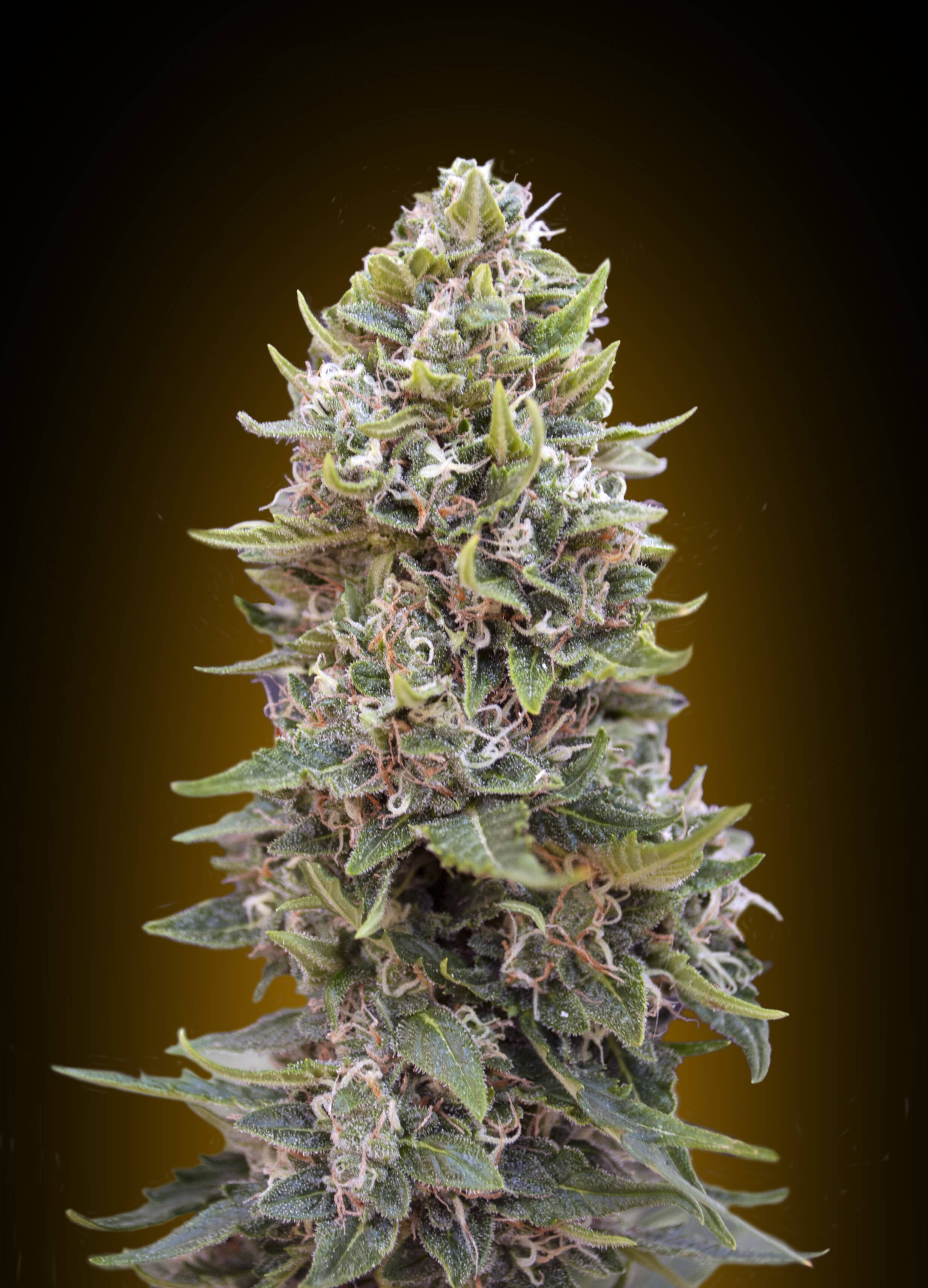 Cheese Berry Auto Feminised Seeds product image