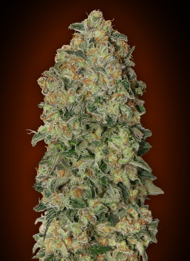 Chocolate Skunk Auto Feminised Seeds product image