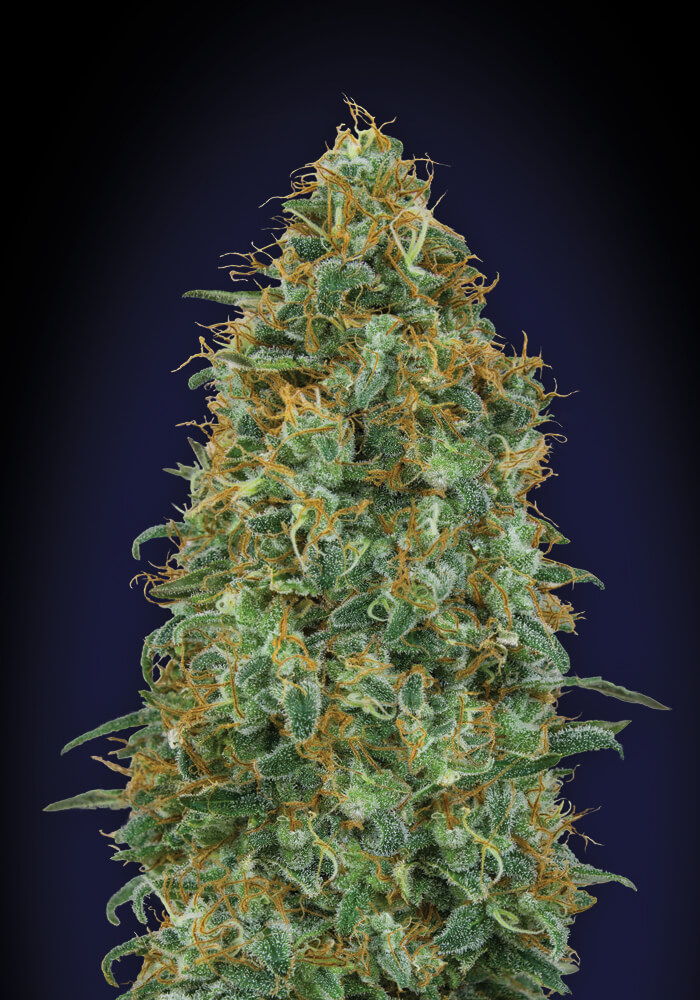 Blueberry Feminised Seeds product image