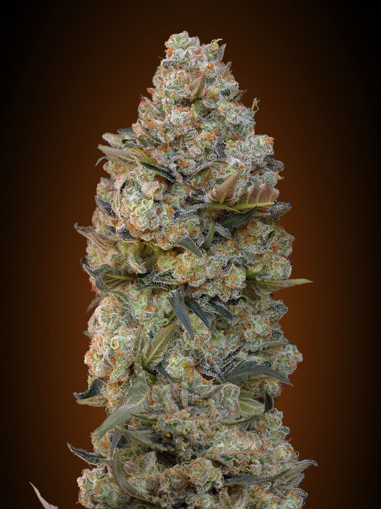 Chocolate Skunk Feminised Seeds product image