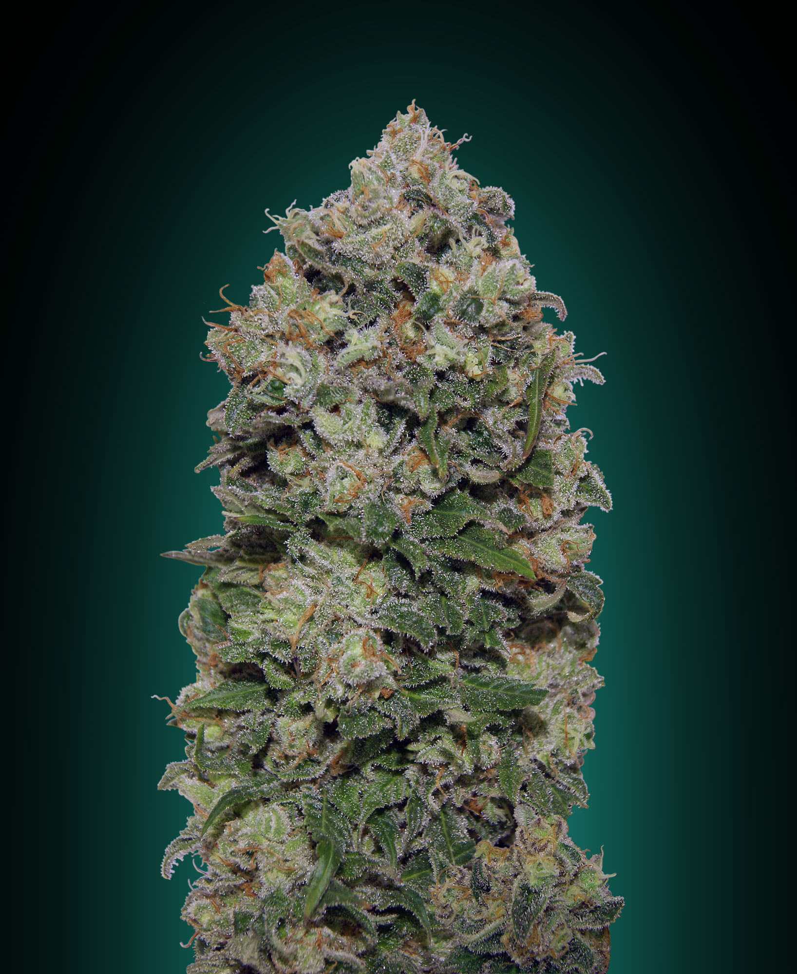 Northern Lights Feminised Seeds product image