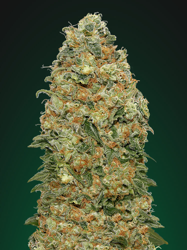 White Widow Feminised Seeds product image