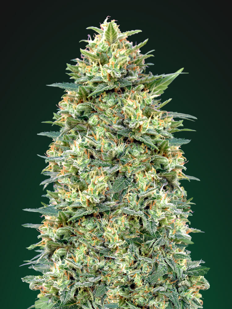 White Widow Auto Feminised Seeds product image