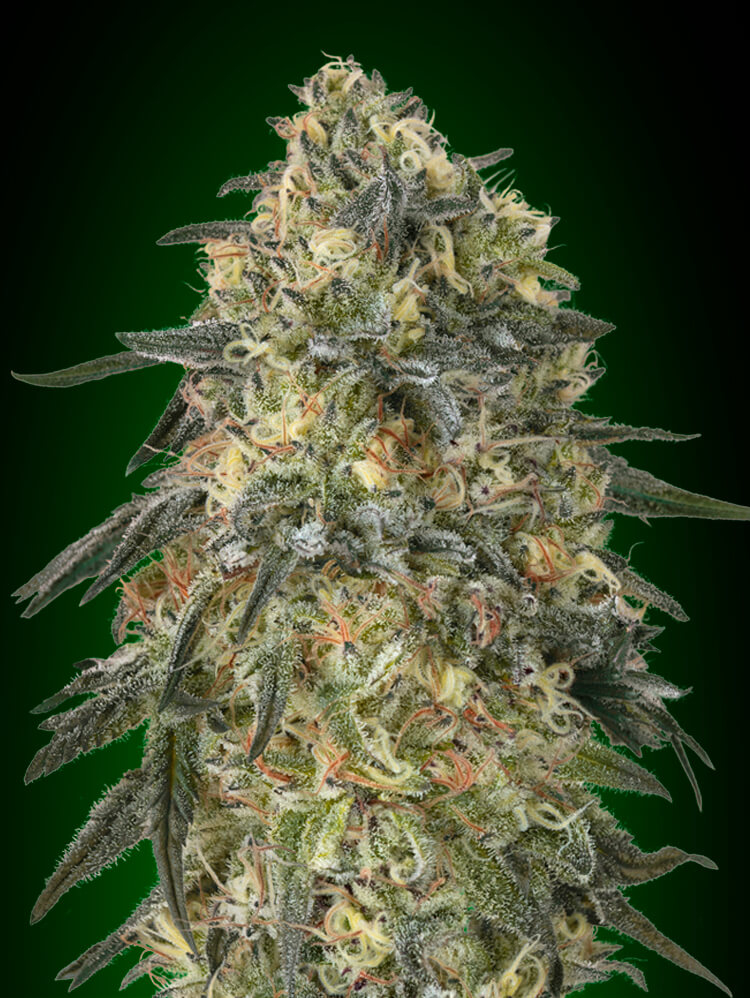 Gorilla Feminised Seeds product image