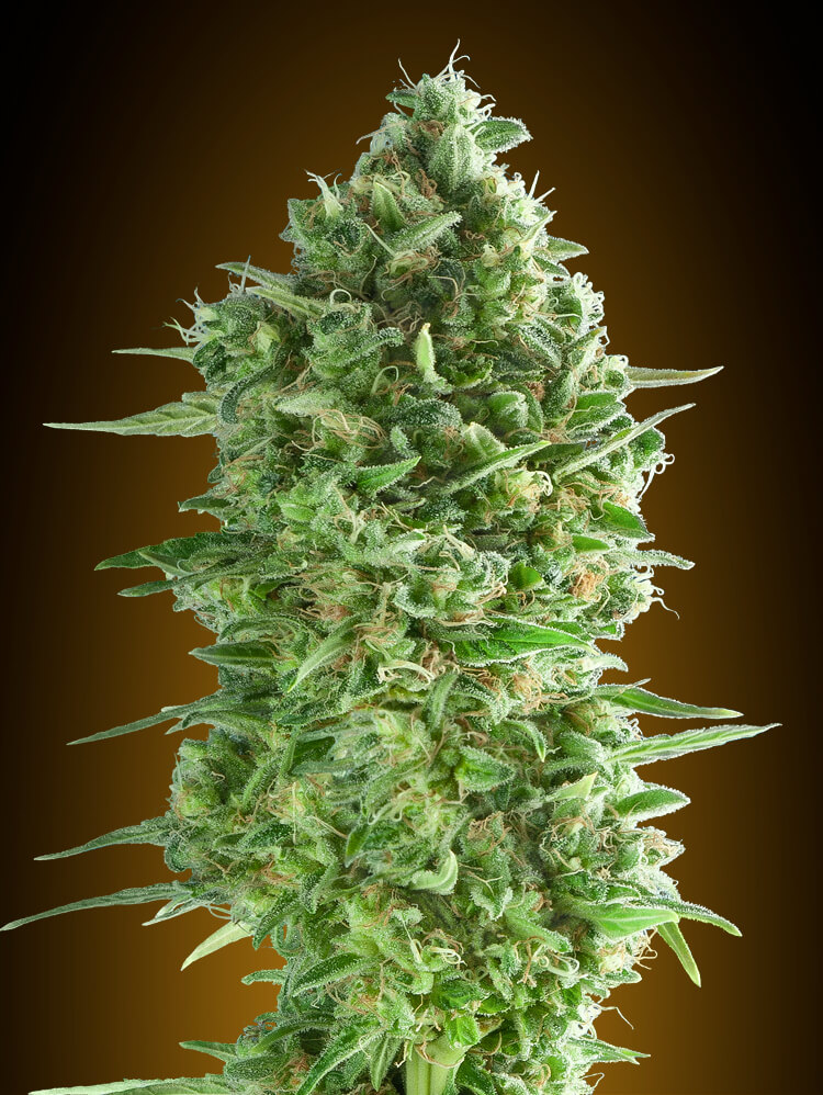 Do-Si-Dos Cookies Feminised Seeds product image