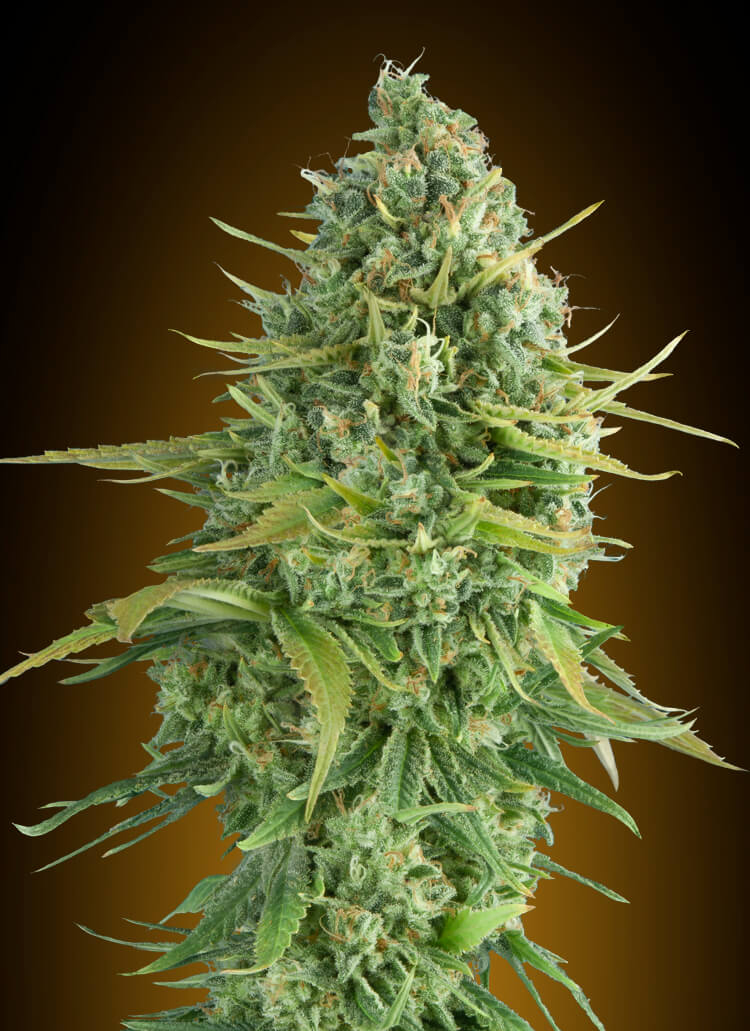 Do-Si-Dos Cookies Auto Feminised Seeds product image