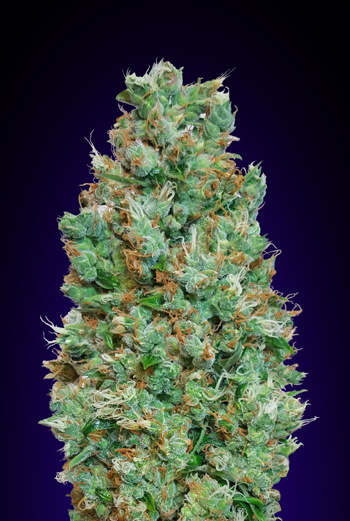 Blueberry Auto Feminised Seeds product image