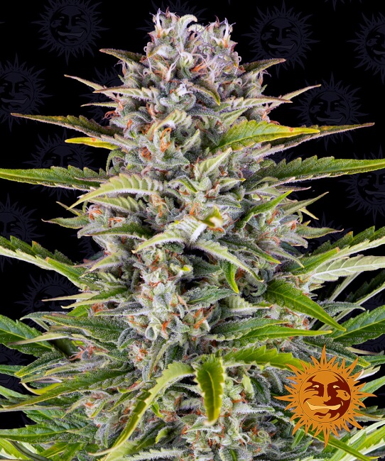 Gorilla Zkittlez Auto Feminised Seeds product image