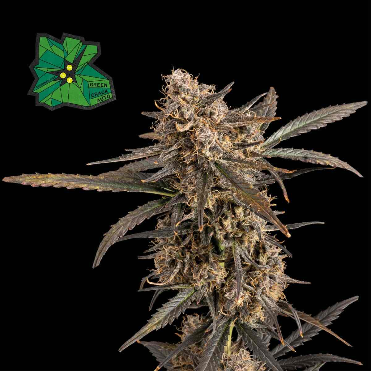 Green Crack Auto Feminised Seeds product image
