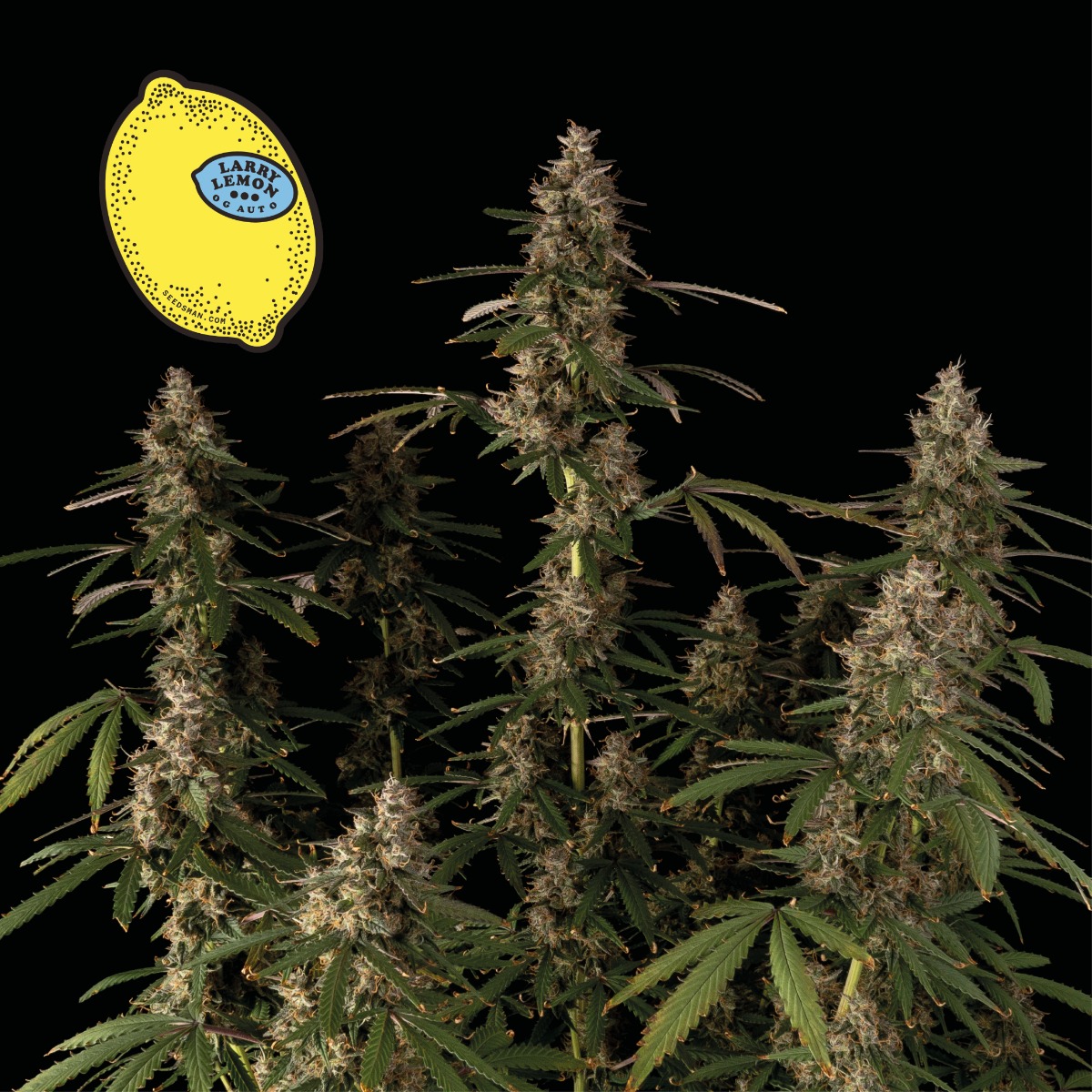 Larry Lemon OG Auto Feminised Seeds product image