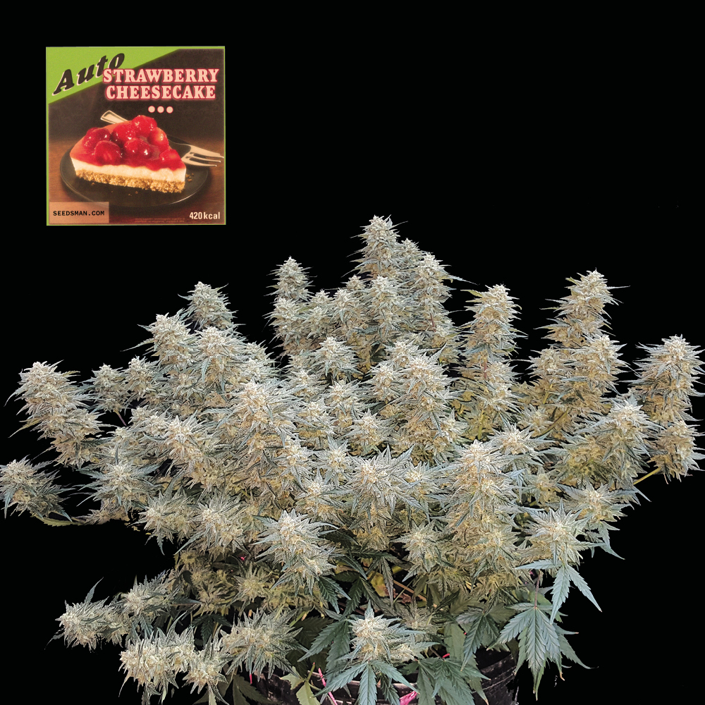 Strawberry Cheesecake Auto Feminised Seeds product image