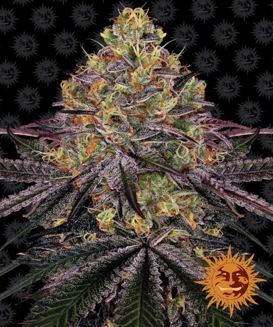 Watermelon Zkittlez Feminised Seeds product image