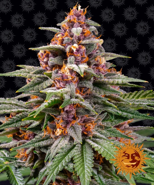 Runtz Auto Feminised Seeds product image