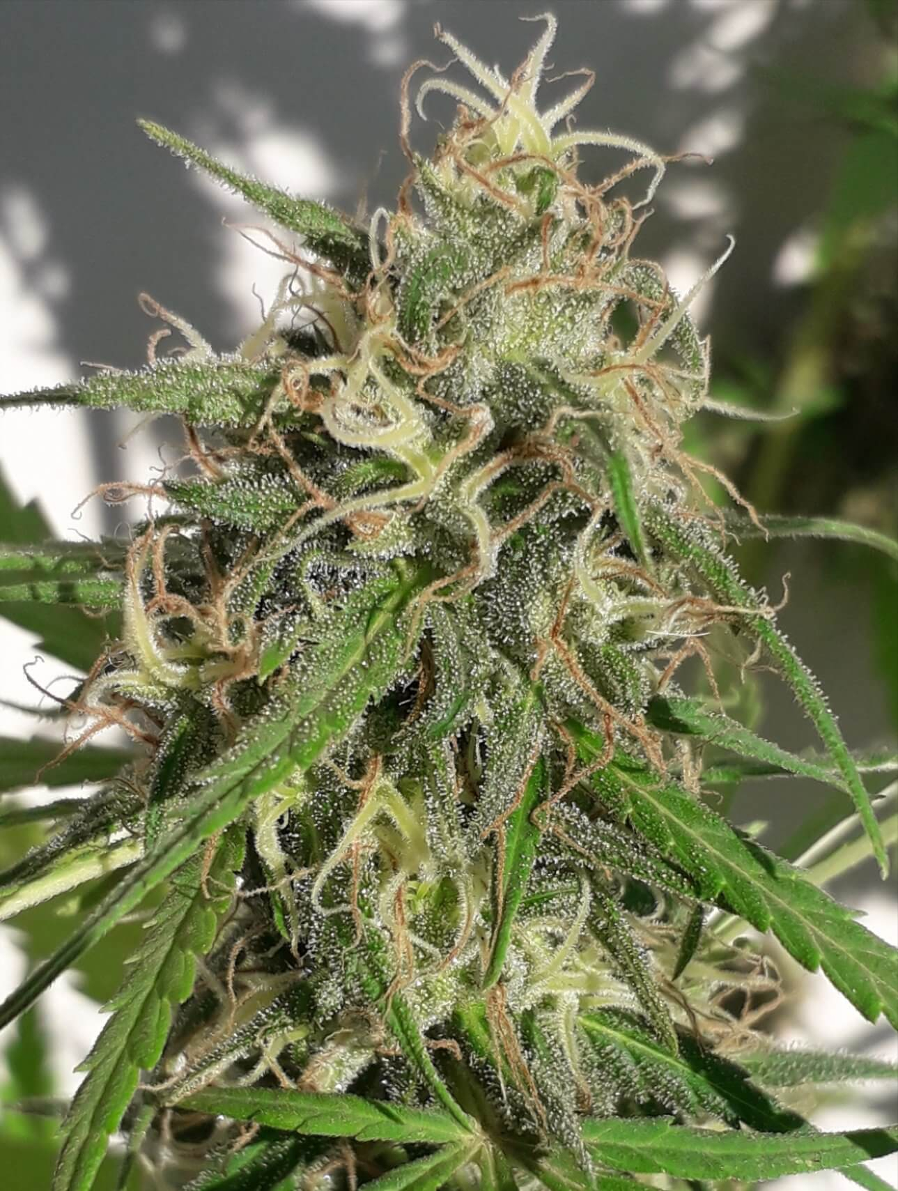 New Caledonia Regular Seeds product image