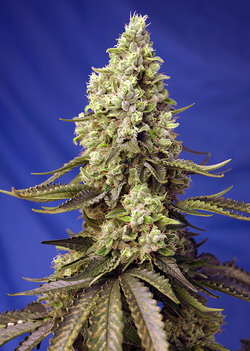 Runtz XL Auto Feminised Seeds product image