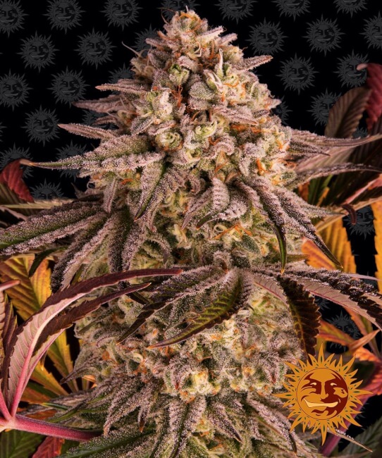 Blue Sunset Sherbert Feminised Seeds product image