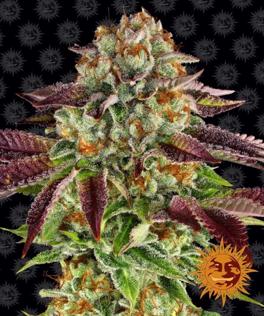 Biscotti Mintz Feminised Seeds product image