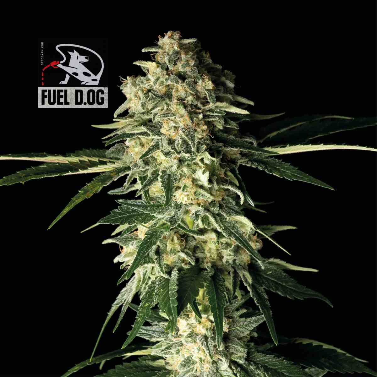 Fuel D.OG Feminised Seeds product image