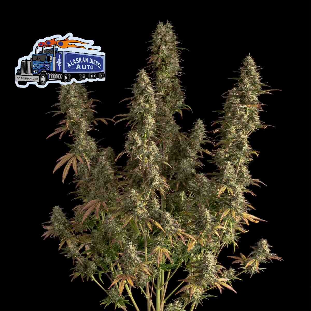 Alaskan Diesel Auto Feminised Seeds product image