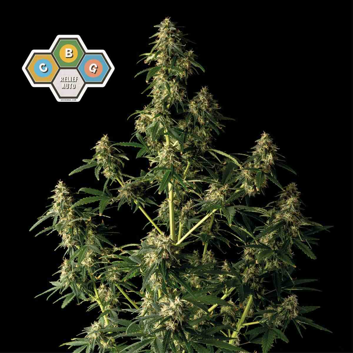 CBG Relief Auto Feminised Seeds product image