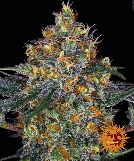 Moby Dick Auto Feminised Seeds product image