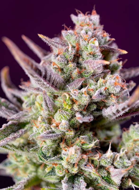 Sweet Zenzation XL Auto Feminised Seeds product image