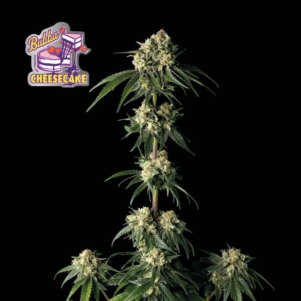 Bubba Cheesecake Feminised Seeds product image
