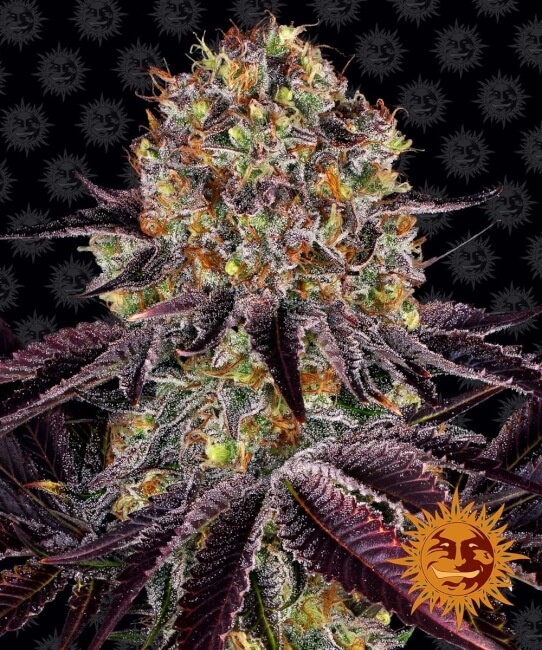 Runtz x Layer Cake Feminised Seeds product image