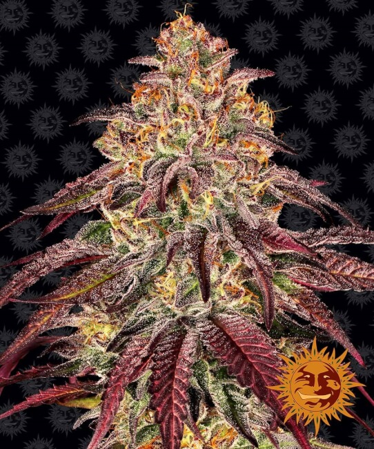 Mimosa x Orange Punch Auto Feminised Seeds product image