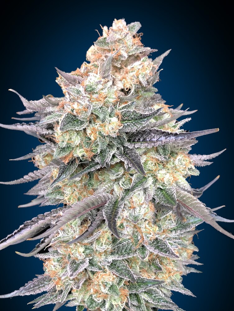 Blue Dream Feminised Seeds product image