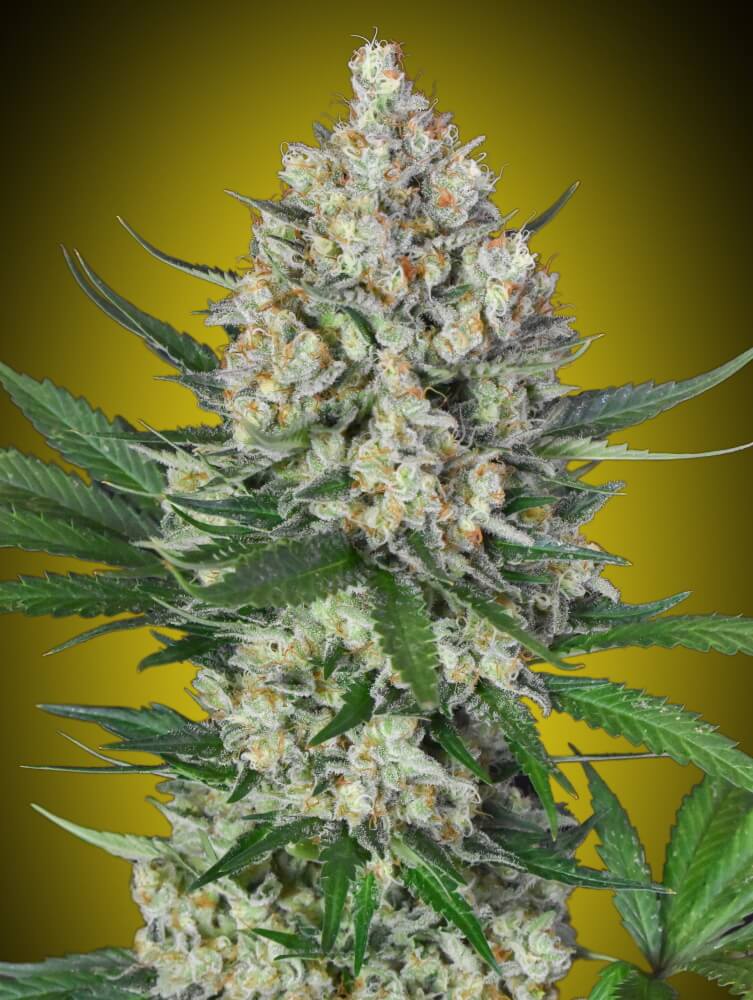 Lemon OG Feminised Seeds product image