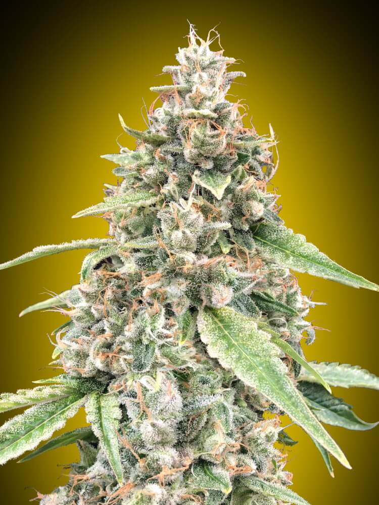 Lemon OG Auto Feminised Seeds product image