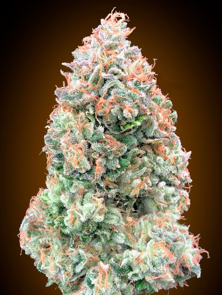 Chocolate Skunk XXL Auto Feminised Seeds product image