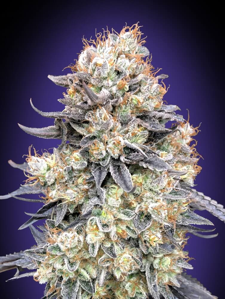 Purple Punch Auto Feminised Seeds product image