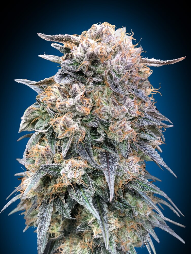 00 Kush FAST Feminised Seeds product image