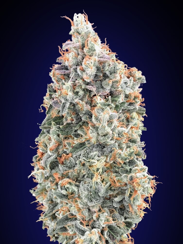 Blueberry FAST Feminised Seeds product image