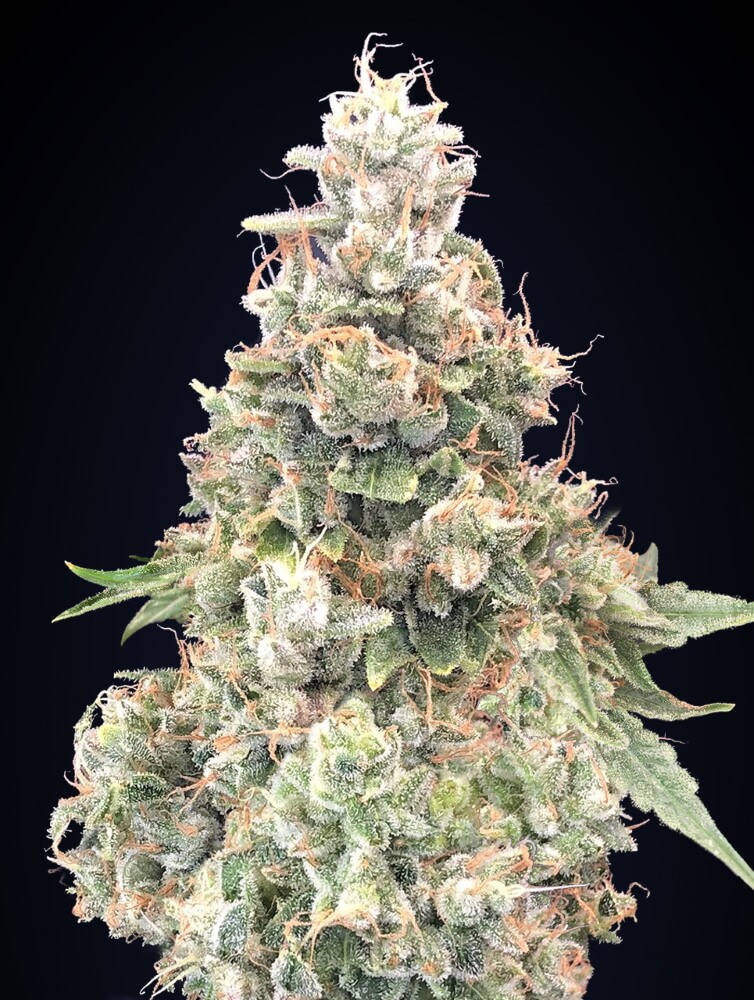 California Kush FAST Feminised Seeds product image