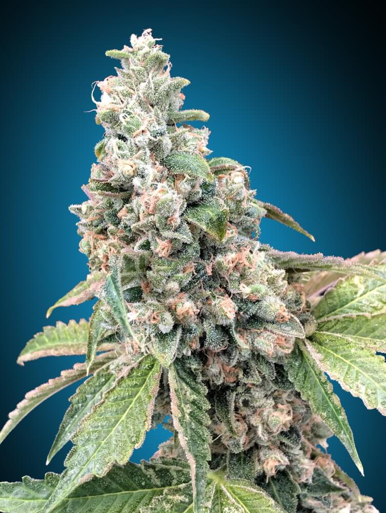 Harlequin CBD Feminised Seeds product image