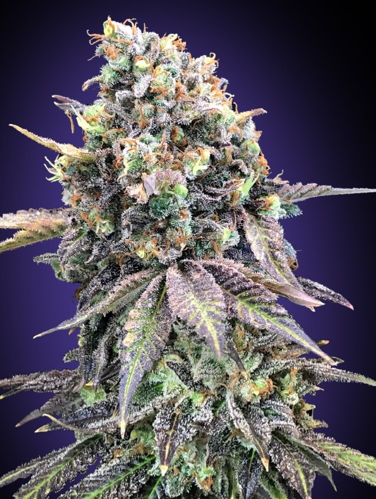 Purple Punch Feminised Seeds product image