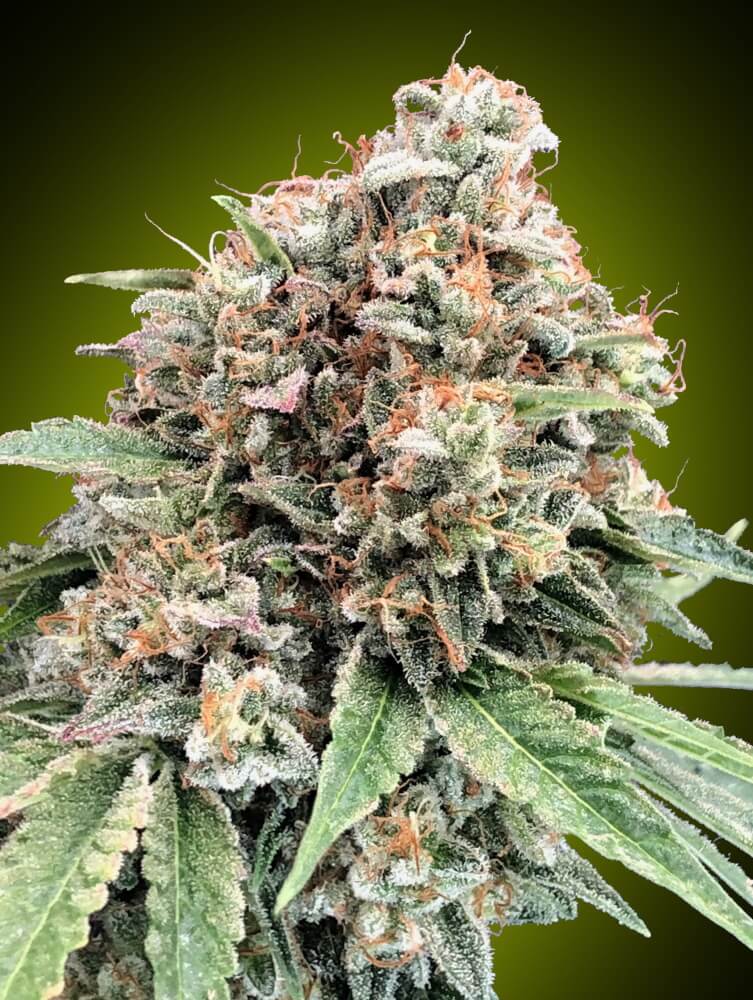 Sweet Critical 2.0 Feminised Seeds product image