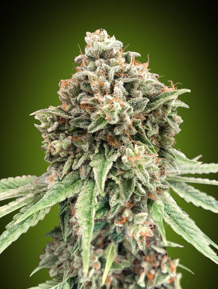 Sweet Critical FAST Feminised Seeds product image