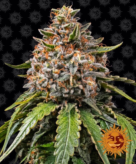 White Widow XXL Feminised Seeds product image